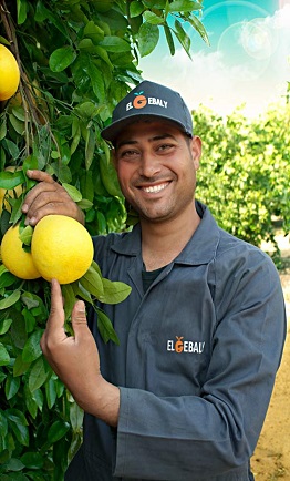 El Gebaly Fruit Company